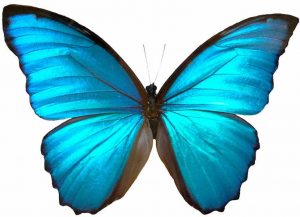 Butterfly symbol of Transformation