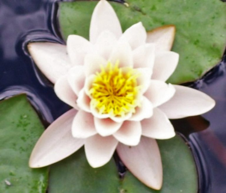 The Lotus represents Alice