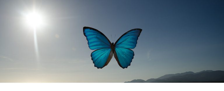 Image of butterfly and sun symbols of transformation and Light