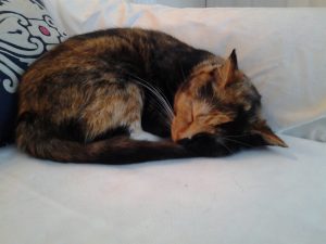 Sleeping cat