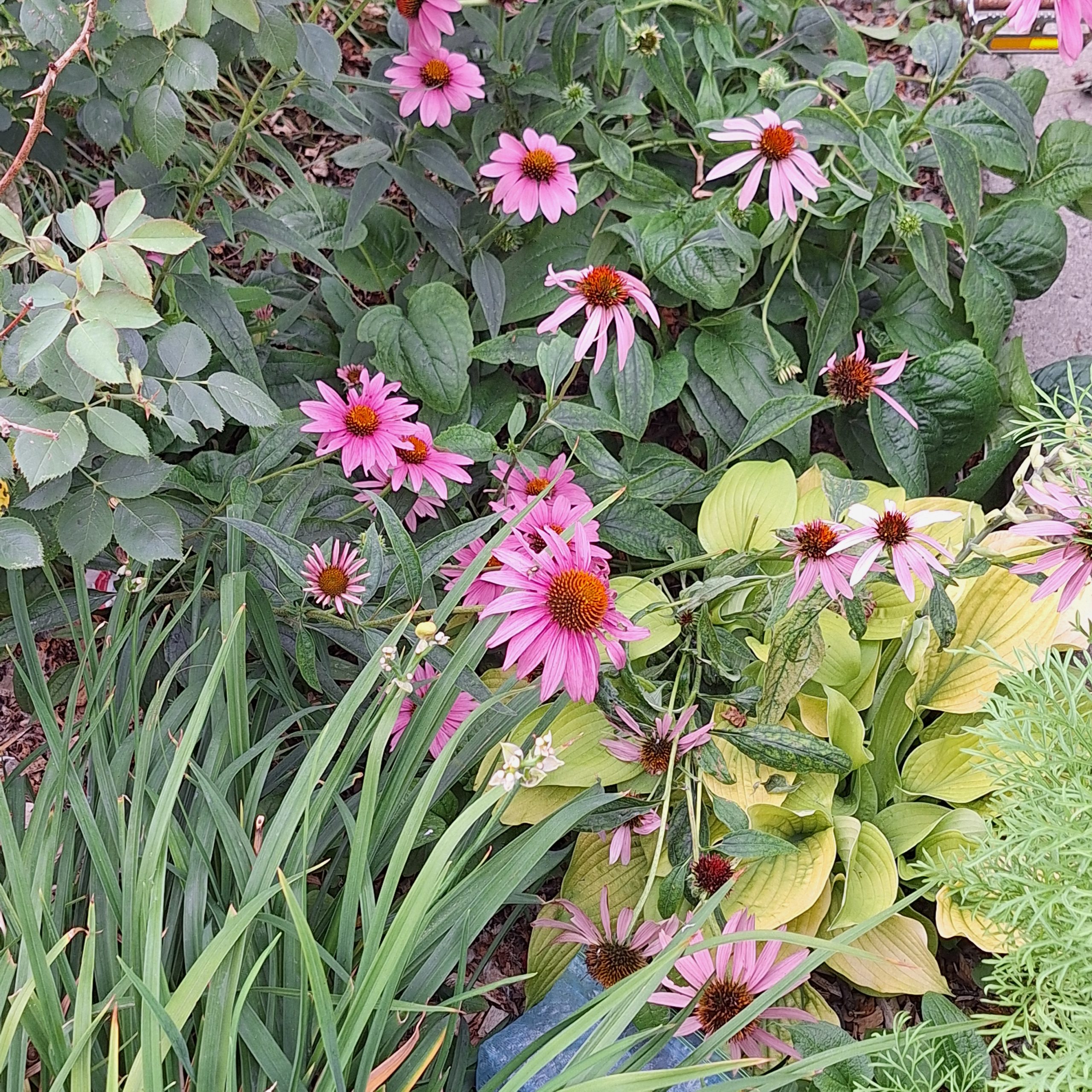 The beauty of these flowers suggest the paradox of life